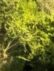 Coasrifithol